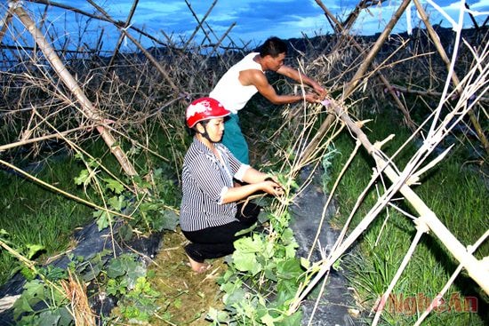 Mô hình trồng bí xanh ở xã Thanh Liên (Thanh Chương).