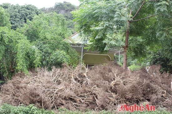  Nhìn  những kho củi từ chè chết được tập kết về nhà ở xã Cẩm Sơn thật là xót xa.