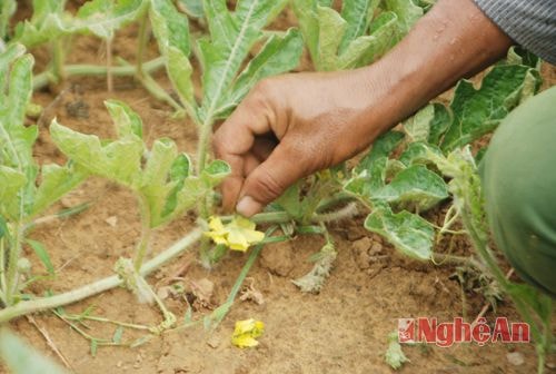  Để dưa hấu đậu nhiều quả, ngoài chăm sóc, nhổ cỏ, tưới nước thì việc thụ phấn cho hoa cũng là việc rất quan trọng