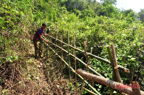 Anh Lương Văn Phôm rào khu vực chăn thả trâu bò của gia đình. 