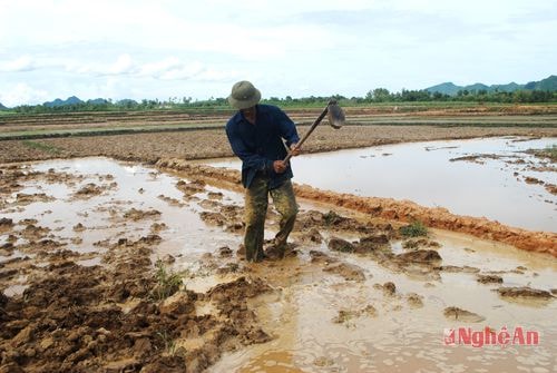 Lão nông Nguyễn Đình Linh phấn khởi lao động trên thửa ruộng rộng gần 2 sào, vừa được chia.