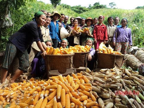 Mô hình trồng ngô trên đất dốc ở xã Yên Na (Tương Dương) cho năng suất cao.