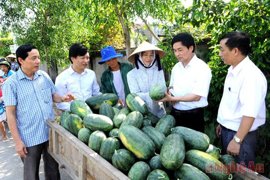 Lãnh đạo huyện Nghi Lộc trao đổi với nông dân xóm 13, xã Nghi Long về hiệu quả trồng dưa hấu. Ảnh: sỹ minh