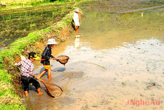 Người dân xã Châu Kim (Quế Phong) vợt đỉa ngoài đồng.