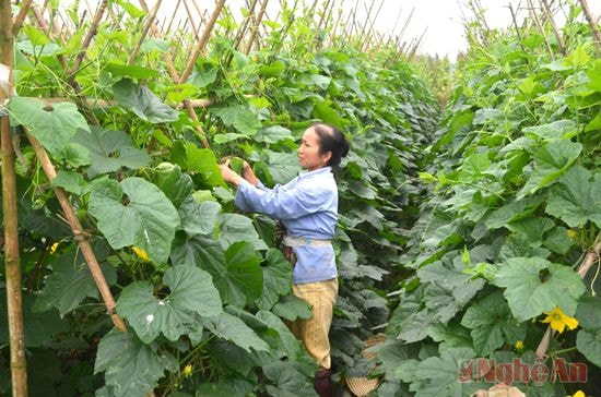 Đẩy mạnh chuyển đổi cơ cấu cây trồng, mùa vụ thích ứng với biến đổi khí hậu  ở xã Nghi Long.