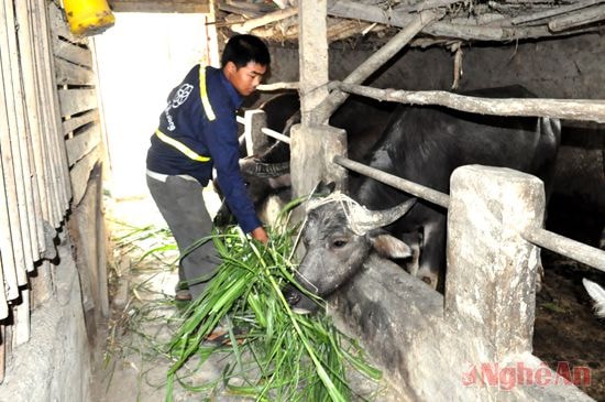Mô hình chăn nuôi của anh Nguyễn Văn Khấn ở xã Nghi Lâm.