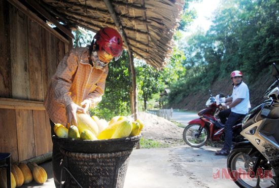 Dưa rẫy ở Xốp Chạng, Yên Hòa (Tương Dương).