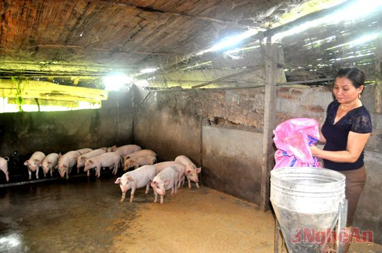 Chăn nuôi lợn theo hướng VietGap ở Giang Sơn Đông (Đô Lương).  Ảnh: Châu Lan
