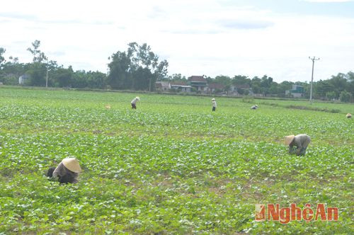 Xã Nam Cường trồng hơn 200 ha đậu xanh tạo hiệu qủa kinh tế cao
