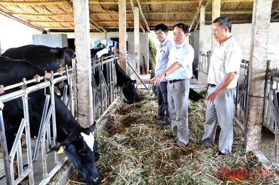 Lãnnh đạo thị xã thăm mô hình nuôi bò sữa cho hiệu quả cao của ông Hồ Sỹ Điều ở xóm 4, xã Nghĩa Tiến. Ảnh: hữu nghĩa