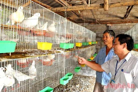 Mô hình nuôi bồ câu Pháp cho hiệu quả cao tại xã Nghĩa Thuận. Ảnh: h.n
