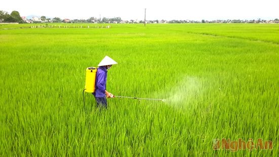 Phun thuốc phòng trừ bệnh bạc lá ở xã Diễn Đồng (Diễn Châu).