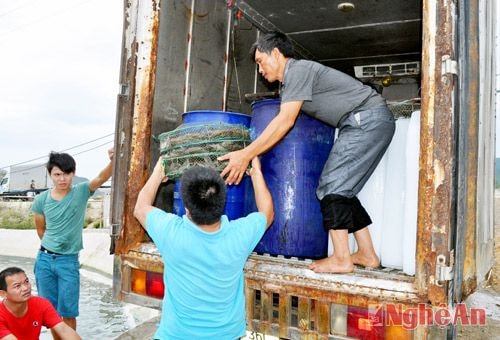 Tôm được vận chuyển bằng xe chuyên dụng