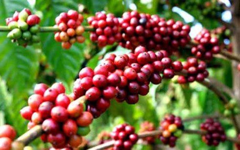 7 tháng đầu năm, xuất khẩu cà phê giảm mạnh tới 33,7% về giá trị so cùng kỳ năm 2014.