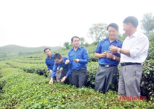 Nghe giới thiệu về cây chè trên vùng đất Thanh Chương