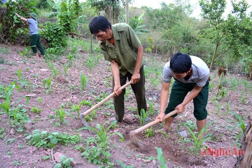 Cán bộ, chiến sỹ Đồn Biên phòng Keng Đu  (Kỳ Sơn) giúp gia đình anh Thoong My sản xuất.