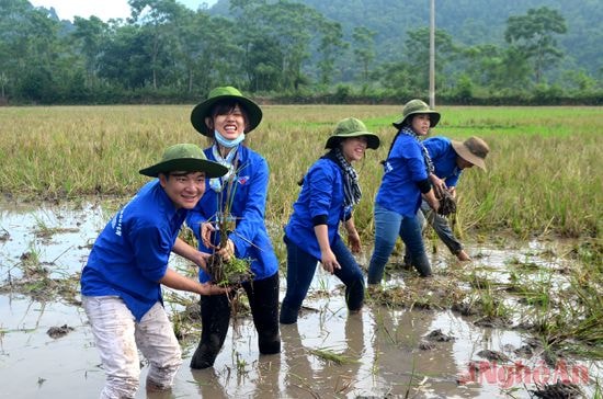 Đoàn viên Trường ĐH Vinh tham gia cải tạo giao thông nội đồng  tại xã Tiền Phong (Quế Phong).