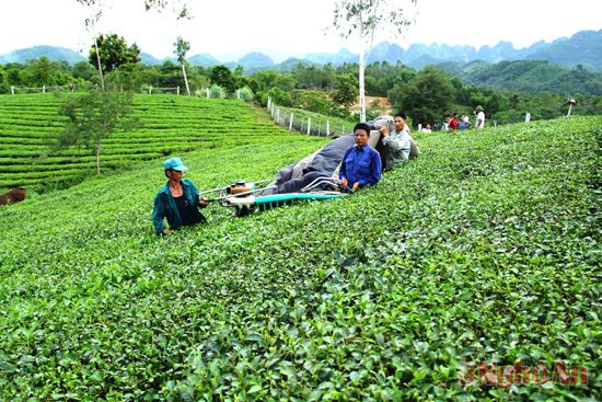 Nông dân xóm 5, xã Hùng Sơn (Anh Sơn) thu hoạch chè.