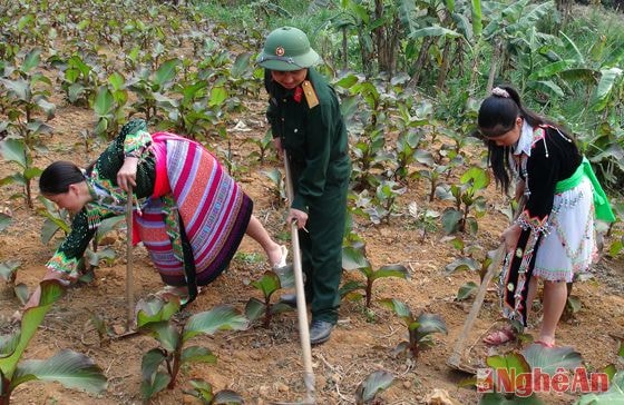 Bên cạnh nhiệm vụ chính trị, quốc phòng, Đoàn 4 còn được giao nhiệm vụ xây dựng các mô hình kinh tế, giúp đồng bào các dân tộc thiểu số miền Tây xứ Nghệ từng bước thoát nghèo. Trong ảnh, chiến sỹ Đoàn 4 hướng dẫn người dân chăm sóc cây dong riềng dưới chân núi Phù Xai Lai Leng.