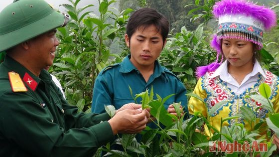 Ở độ cao trên dưới 2000 mét so với mặt nước biển, những vườn chè tuyết shan đang được bà con dân tộc Mông phát triển