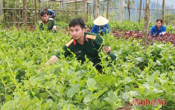 Trong mỗi đội sản xuất, các vườn rau sạch luôn tươi tốt quanh năm. Đây cũng chính là những mô hình nhỏ để bà con dân bản đến học tập và nhân rộng.
