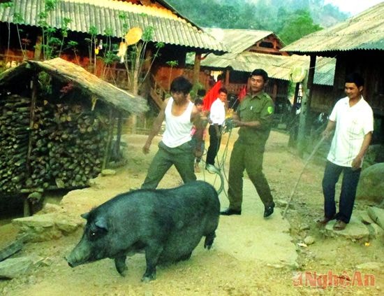 Trong đám tang của người Khơ mú, con lợn cúng tế có thể nặng hàng tạ.