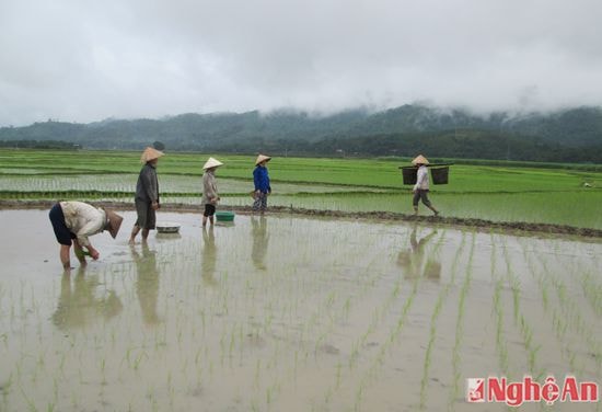 Nông dân bản  xã Mường Nọc Quế Phong 