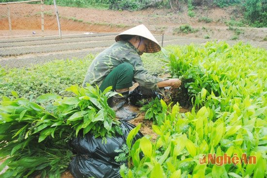 Chị Vũ Thị Nguyệt dịp này mỗi ngày xuất vườn gần 2 vạn cây giống lâm nghiệp.