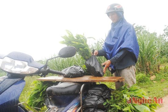 Anh Nguyễn Văn Thắng xã Nghĩa Dũng (Tân kỳ) tận dụng những ngày mưa, mua cây keo giống về trồng trên diện tích 2 ha đất đồi của nhà mình.