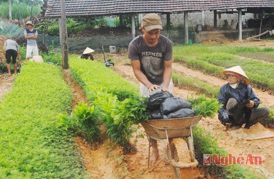 Anh Đặng Xuân Tiến (xóm 6) huy động nhân lực để bán cây giống trong đợt mưa dài ngày này.