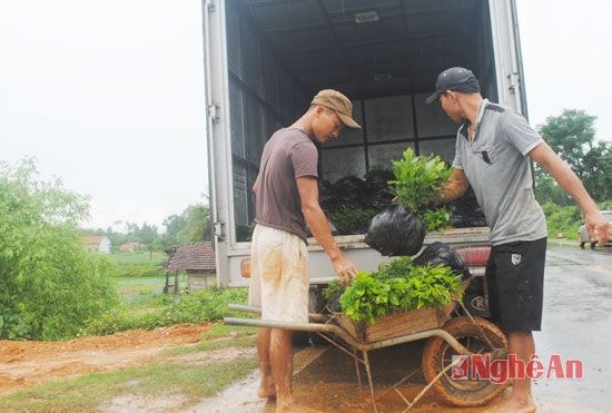 Khách hàng đưa ô tô đến tận nơi mua cây giống. 