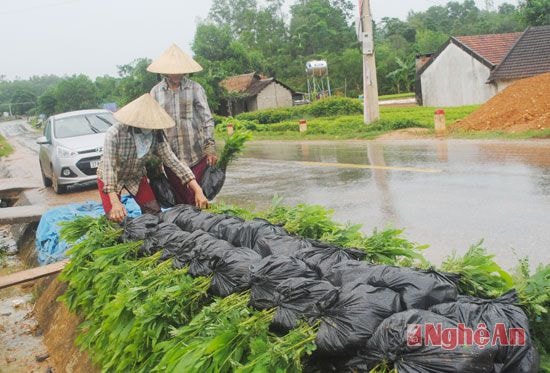 Xếp cây giống ra mép đường Hồ chí Minh, chờ khách đến vận chuyển.