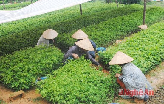 Những luống cây chưa đến tuổi xuất vườn, người dân tranh thủ đảo cây để tiếp tục chăm sóc.