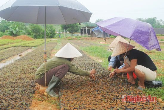 Gia đình chị Nguyễn Thị Hương, cấy cây giống vào bầu. 