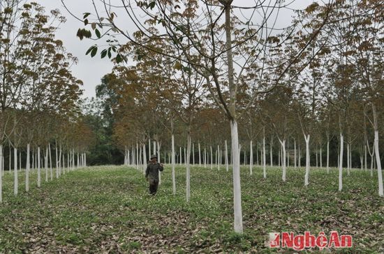 Vườn cao su của Công ty Nông nghiệp An Ngãi Tân Kỳ