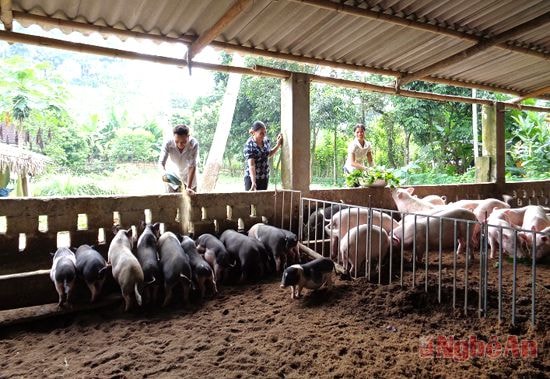 Mô hình chăn nuôi lợn bằng đệm lót sinh học của anh Lương Văn Luyên  ở bản Kẻ Lè, xã Châu Hội. Ảnh: k.k