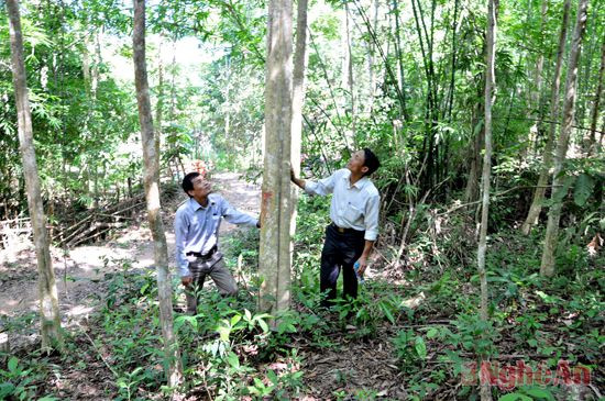 Kiểm tra công tác khoanh nuôi bảo vệ rừng tại xã Châu Thắng.