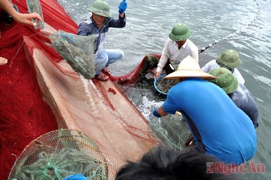 Thu hoạch tôm vụ 1 ở phường Quỳnh Dỵ (TX. Hoàng Mai).