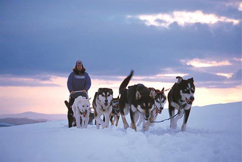 Chó kéo xe trượt tuyết, Alaska. Nỗi ám ảnh của người Alaska chính là ngồi trên phương tiện này. Cuộc đua chó kéo xe trượt tuyết diễn ra vào tháng 3 hàng năm có quãng đường đua khoảng 1.850 km từ Anchorage đến Nome. Ảnh: Whenonearth