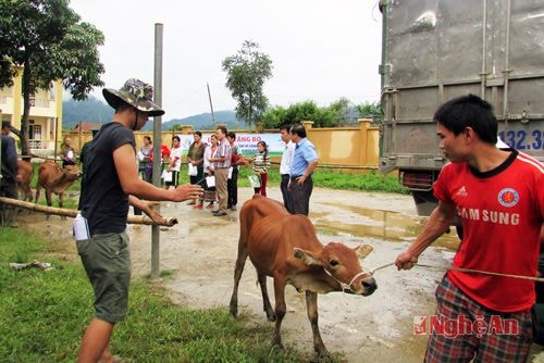 Dắt bò về nhà