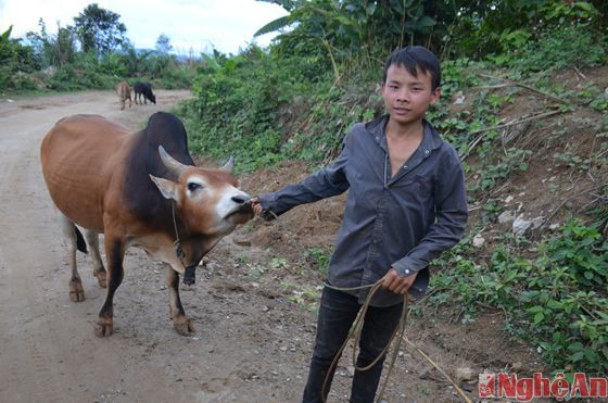 Mấy năm trở lại đây, người dân Ka Giới có thêm nghề nuôi bò nhốt. Nhiều hộ dân đầu tư chăm bò chọi để bán với giá rất cao phục vụ các lễ chọi bò tổ chức trong cộng đồng dân tộc Mông.