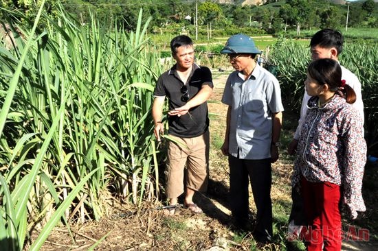 Lãnh đạo huyện Tân Kỳ thăm mô hình tưới nhỏ giọt cho cây mía tại xã Nghĩa Dũng.  Ảnh: hữu nghĩa