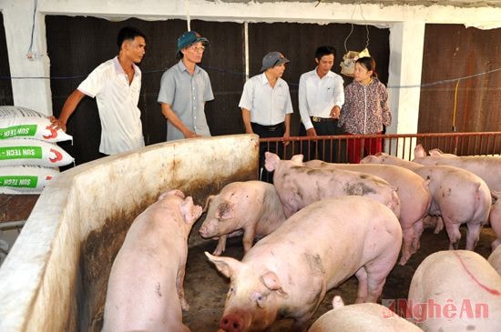 Lãnh đạo huyện Tân Kỳ thăm mô hình nuôi lợn hàng hóa tại xã Nghĩa Hành. 