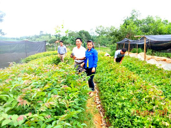 Cán bộ xã Tân Hương (Tân Kỳ) kiểm tra mô hình vườn ươm cây giống.