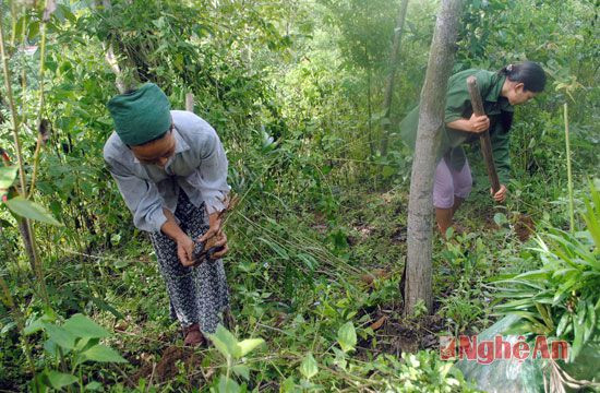 Mẹ con bà Lô Thị Phương, bản Quang Phúc, xã Tam Đình tích cực trồng mây trong những ngày trời mưa. 