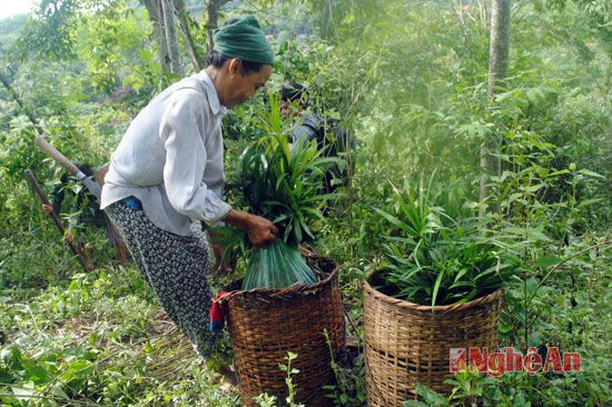 Mây giống được gùi lên rừng để trồng theo khoảng cách hàng cách hàng 3 m, cây cách ccaay 1 m.