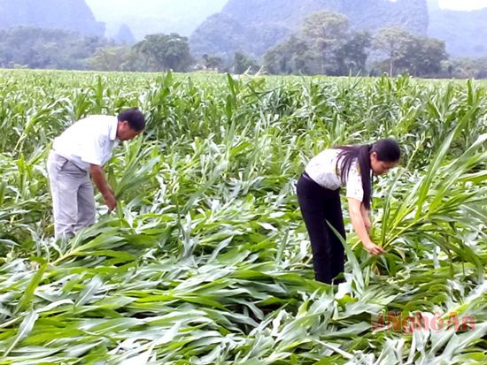 lốc xoáy đã làm cho hàng chục ha  ngô vụ hè thu mùa của nhân dân 2 xã Tường Sơn và Hùng Sơn bị gãy đổ.