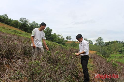 Cán bộ Sở NN&PTNT kiểm tra tình hình thiệt hại chè ở xã Long Sơn (huyện Anh Sơn)