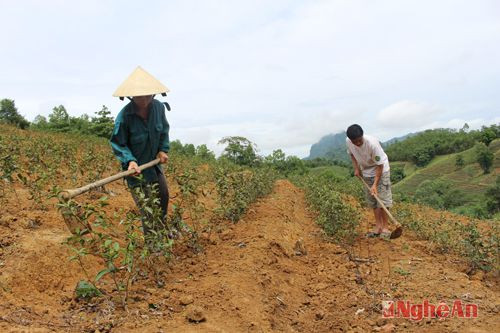 Vợ chồng anh Nguyễn Văn Hiệp- đội 12/9 chăm sóc diện tích chè mới trồng năm 2014