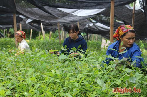 Chăm sóc chè giống tại vườn ươm giống của chị Phan Thị Thanh Hương- cán bộ phòng Kế hoạch- Xí nghiệp chè Anh Sơn